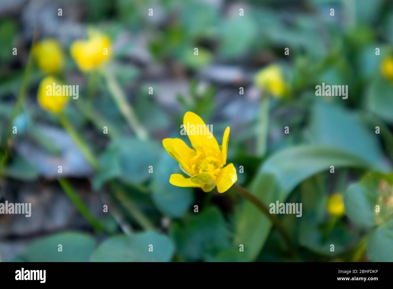 Waldblumen. Caltha palustris. Gelbe Blüten im Wald. Stockfoto