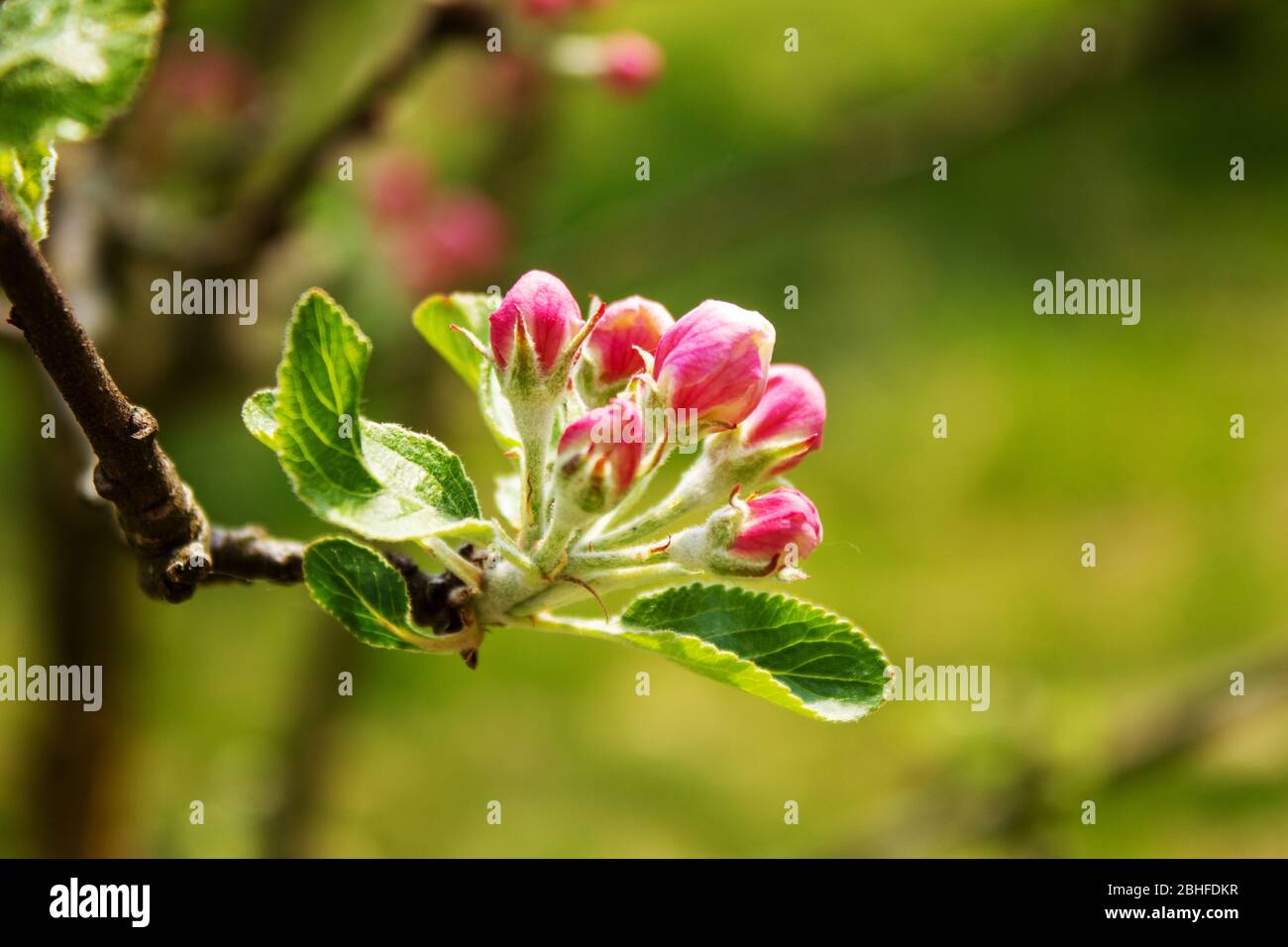 Blick auf noch verschlossene Apfelbaumblüten an einem sonnigen Frühlingstag Stockfoto
