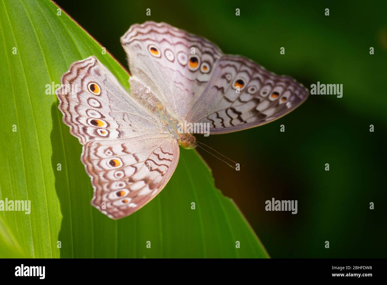 Grauer Pansy - Junonia atlites brauner Farbe Schmetterling, gefunden in Indien, Südchina, Kambodscha, Indochina, der malaiischen Halbinsel, westlich und zentral in Stockfoto