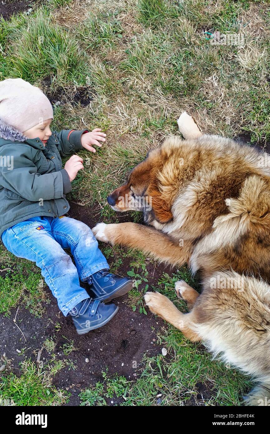 Kleinkind und Hund spielen auf einer Wiese. Kleiner Junge spielt mit seinem Haustier im Hinterhof Stockfoto