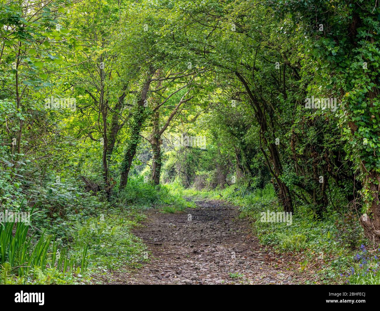 Grüner Waldweg in Kenmit lokalem Naturschutzgebiet in Bideford, Devon, Großbritannien im Frühjahr 2020. Schöne Natur Weg, zu Fuß. Stockfoto