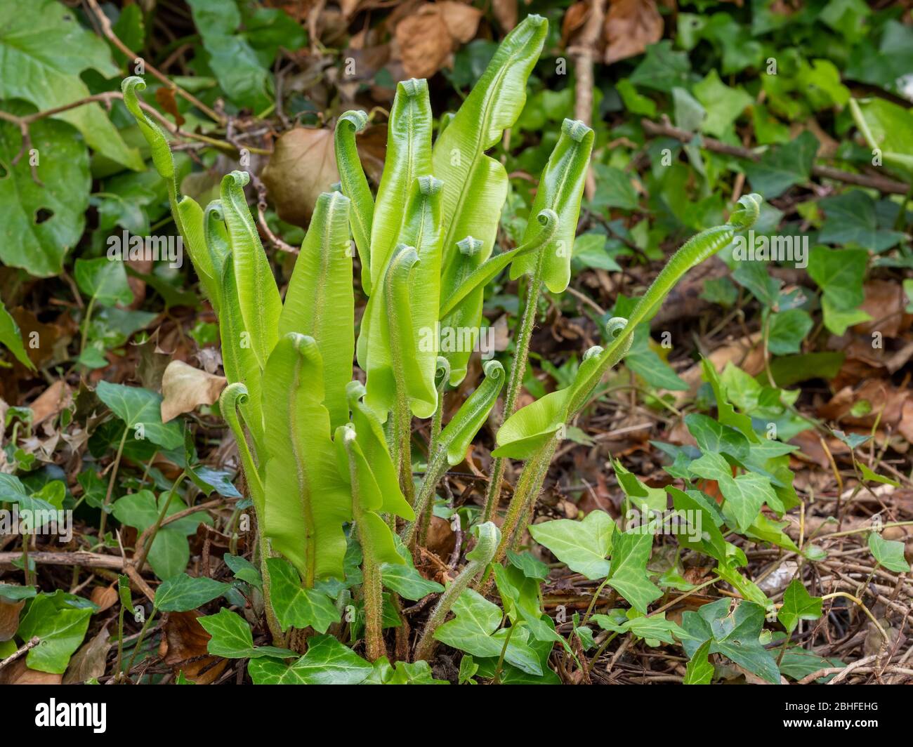 Junger Hart's Zungenfarn entfaltet sich in der Natur. Asplenium scolopendrium. Stockfoto