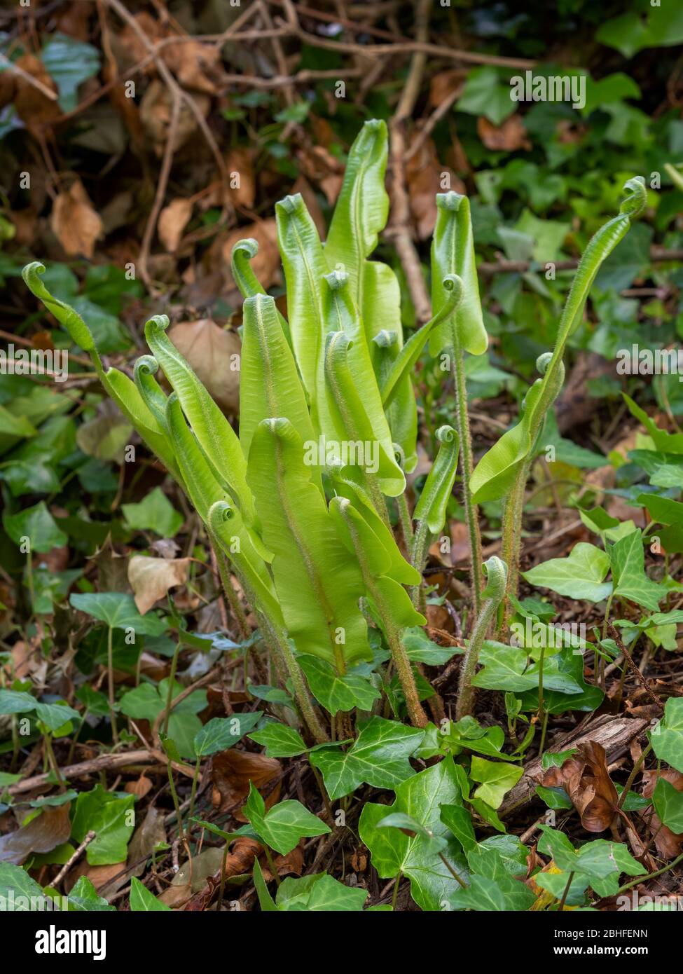 Junger Hart's Zungenfarn entfaltet sich in der Natur. Asplenium scolopendrium. Stockfoto