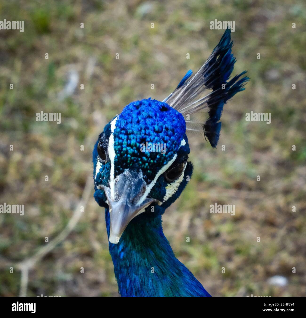 Nahaufnahme Porträt von schönen blauen männlichen Pfau Blick direkt auf die Kamera. Tageslichtaufnahme des stolzen Vogels mit Gras im Hintergrund Stockfoto