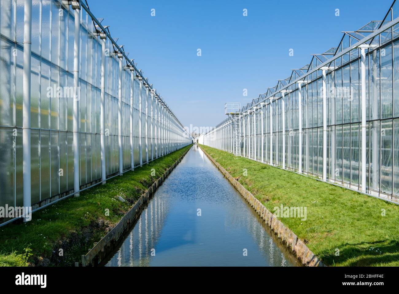 Perspektivischer Blick auf ein modernes Industriegewächshaus für Tomaten in den Niederlanden Stockfoto