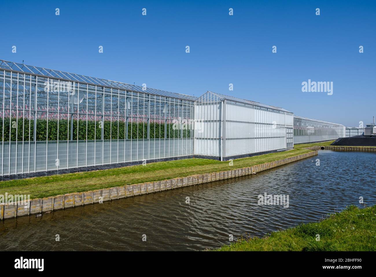 Perspektivischer Blick auf ein modernes Hightech-Industriegewächshaus für Tomaten in den Niederlanden Stockfoto