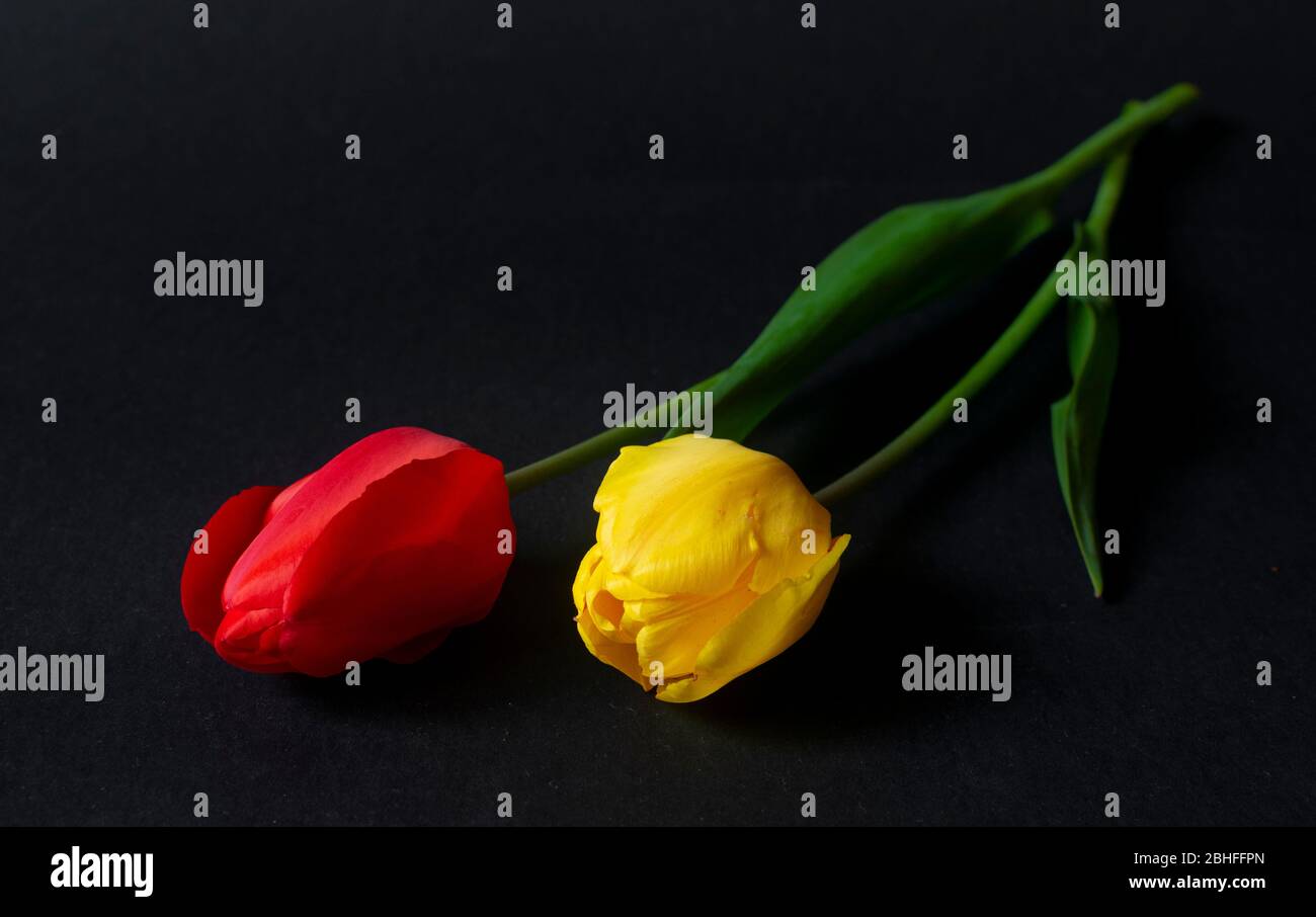 Frische rote und gelbe Tulpen auf dunkelschwarzem Hintergrund Stockfoto