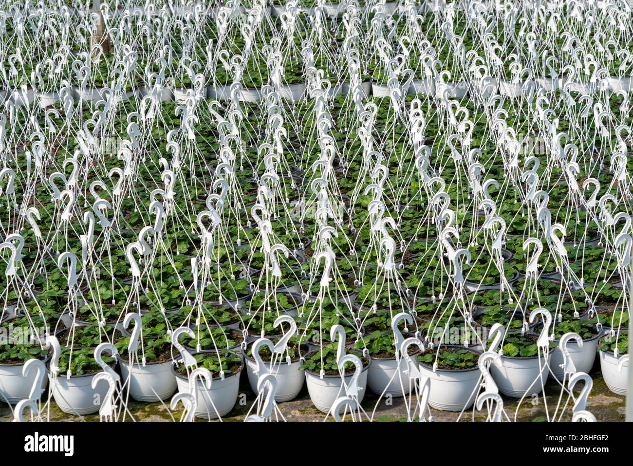 Gartenbau, Pflanzenzüchtung, Zierpflanzen wachsen in Blumentöpfen, im Freien, Stockfoto