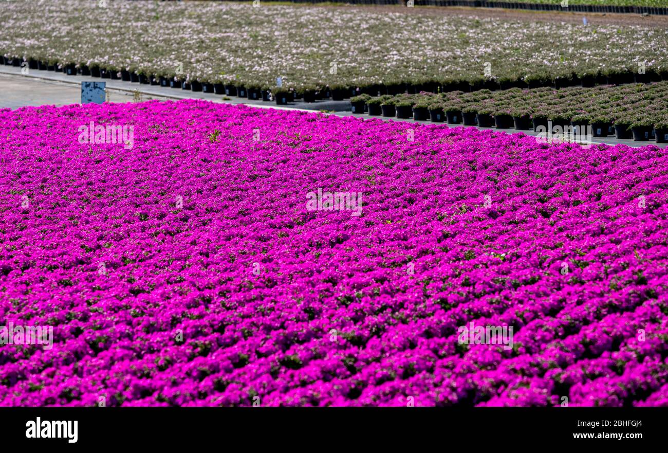 Gärtnerei, Pflanzenzucht, Zierpflanzen wachsen in Blumentöpfen, im Freiland, Stockfoto