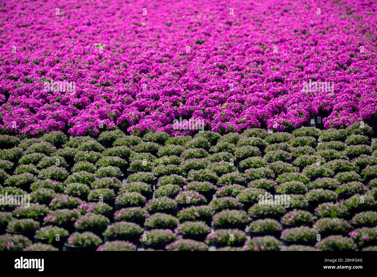 Gartenbau, Pflanzenzüchtung, Zierpflanzen wachsen in Blumentöpfen, im Freien, Stockfoto