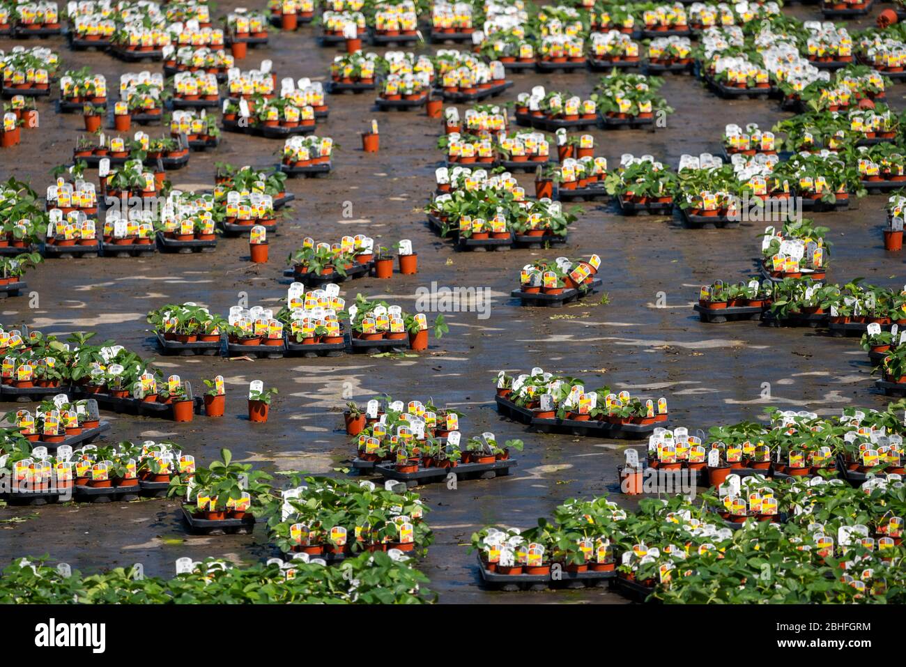Gartenbau, Pflanzenzüchtung, Zierpflanzen wachsen in Blumentöpfen, Outdoor, DŸsseldorf-Volmerswerth, Deutschland Stockfoto