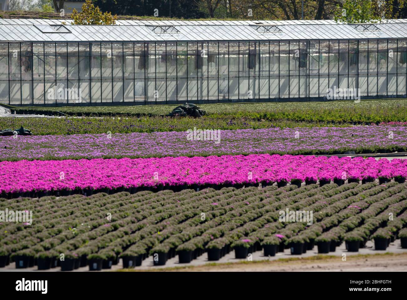 Gartenbau, Pflanzenzüchtung, Zierpflanzen wachsen in Blumentöpfen, Outdoor, Gewächshaus, DŸsseldorf-Volmerswerth, Deutschland Stockfoto