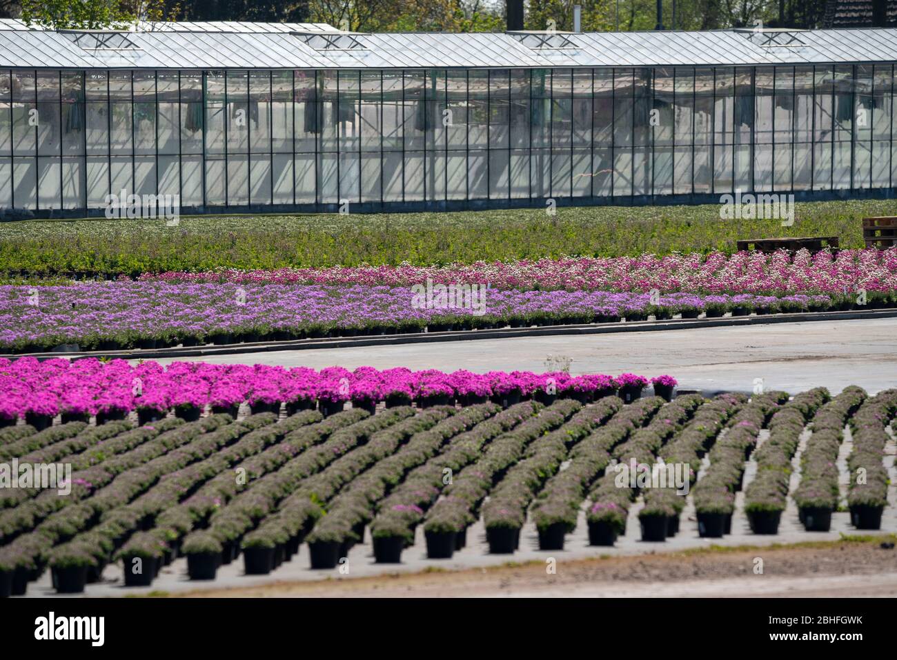 GemŸseanbau, Pflanzenzucht, Zierpflanzen in Blumentšpfen, Freiland, GewŠchshaus, DŸsseldorf-Volmerswerth, Deutschland Stockfoto