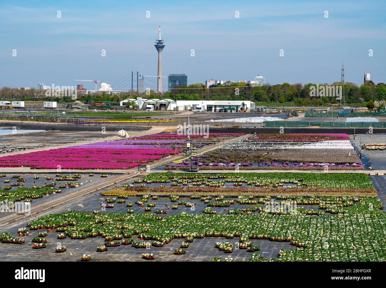 Gartenbau, Pflanzenzüchtung, Zierpflanzen wachsen in Blumentöpfen, Outdoor, DŸsseldorf-Volmerswerth, Deutschland Stockfoto