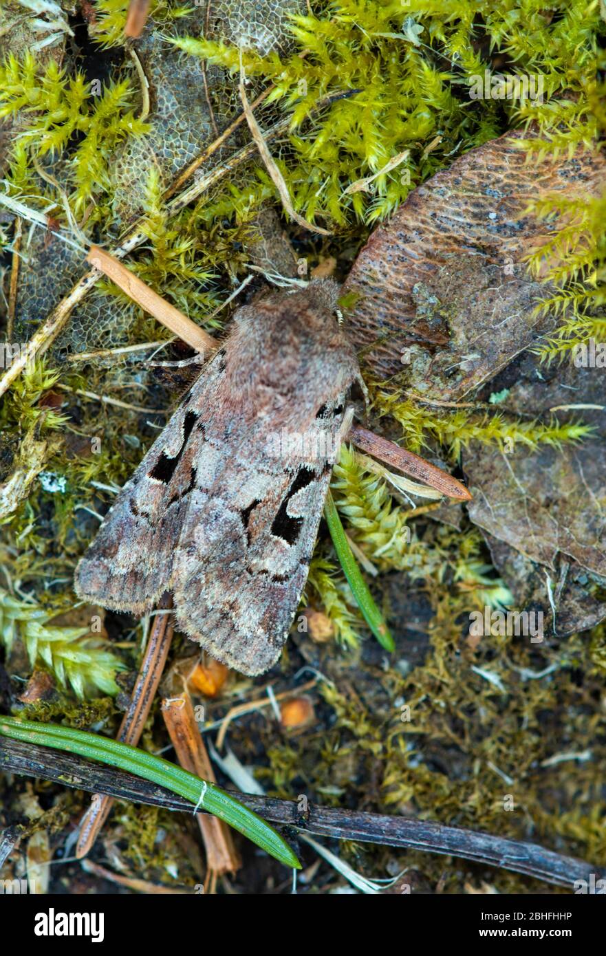 Setaceous hebräischen Charakter Orthosia gothica ruht in einem Norfolk Garten, Großbritannien Stockfoto