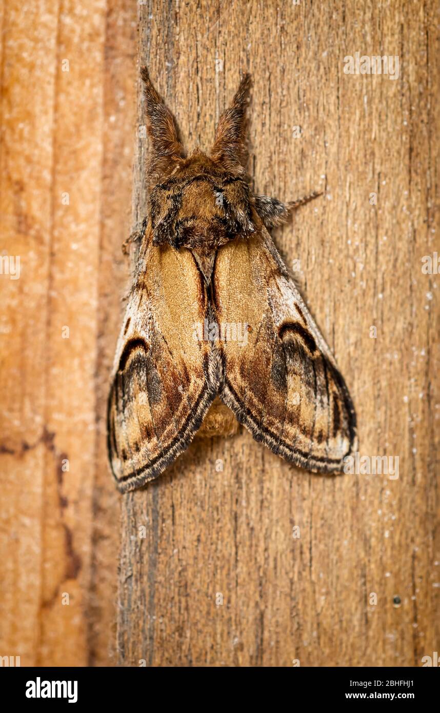 Pebble prominente Notodonta ziczac eine gemeinsame Art von British Moth. Stockfoto