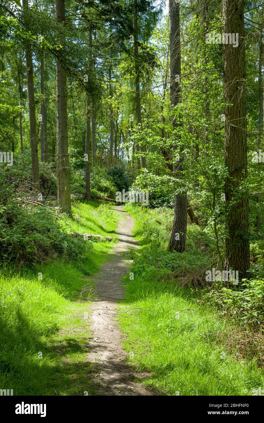 Waldweg durch Kiefernwald in Chiltern Hills Area of Outstanding Natural Beauty, Buckinghamshire, Großbritannien Stockfoto