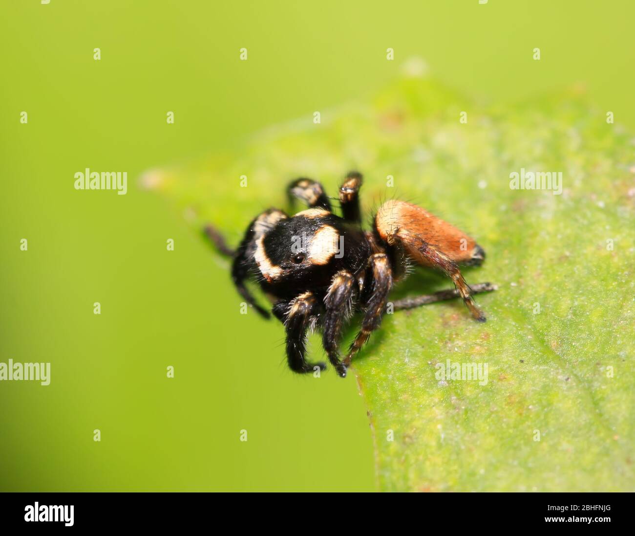Eine Spinne lauert auf den Blättern Stockfoto