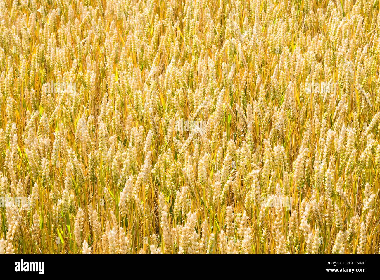 Vollformat Nahaufnahme des goldenen Weizenfeldes mit Getreide bereit zur Ernte Stockfoto