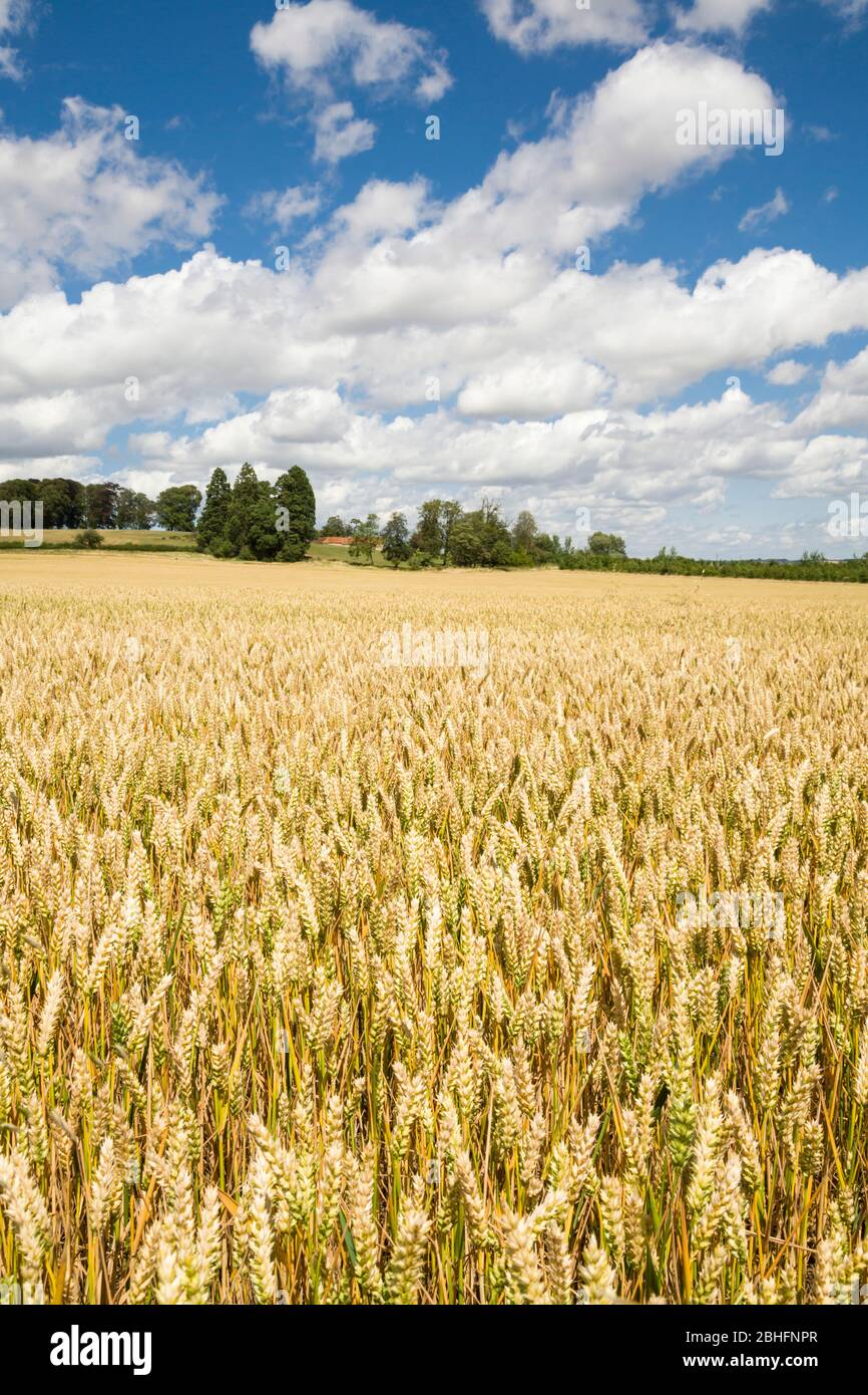Weizenfeld, goldenes Weizenkorn, das in einer ländlichen Farmszene in Großbritannien zur Ernte bereit ist Stockfoto