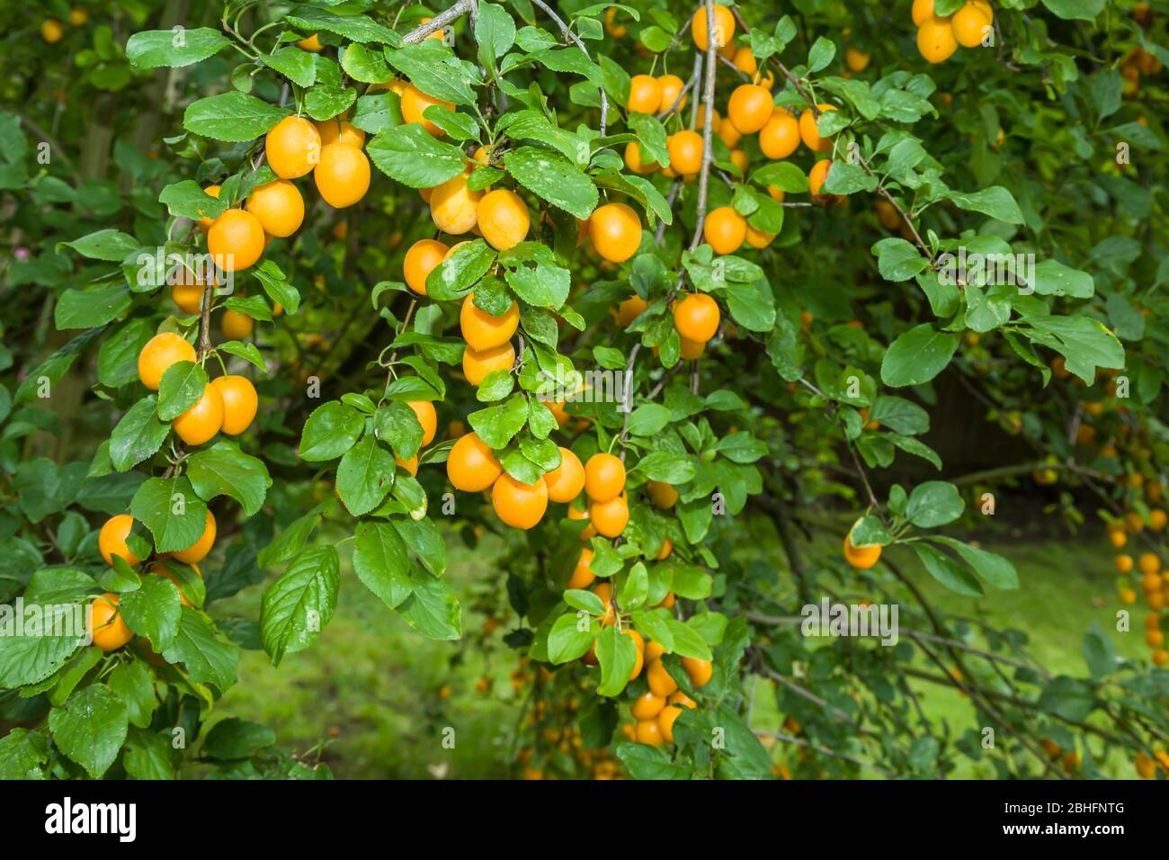 Nahaufnahme von reifen Mirabellen Pflaumen auf Obstbäumen in einem britischen Garten Stockfoto