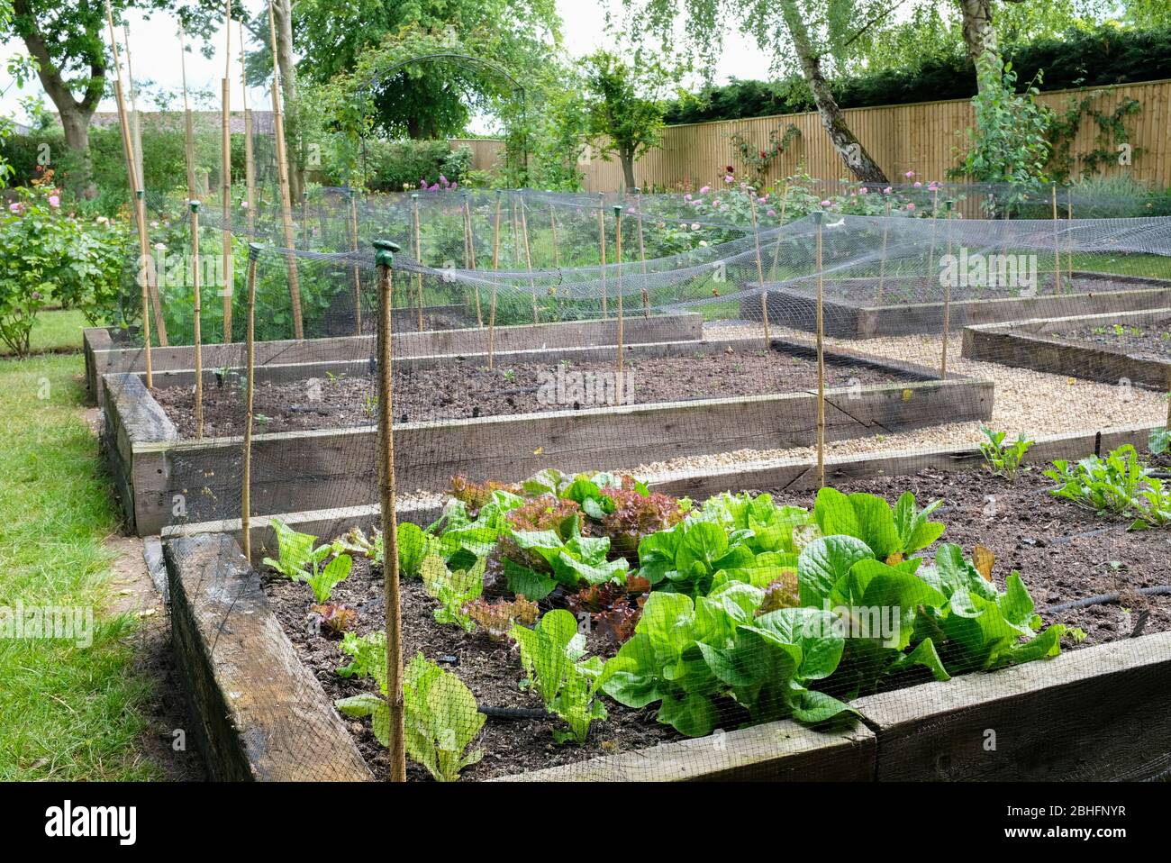Gemüse aus eigenem Anbau in Hochbeeten, Gemüsebeet in einem Garten, Großbritannien Stockfoto