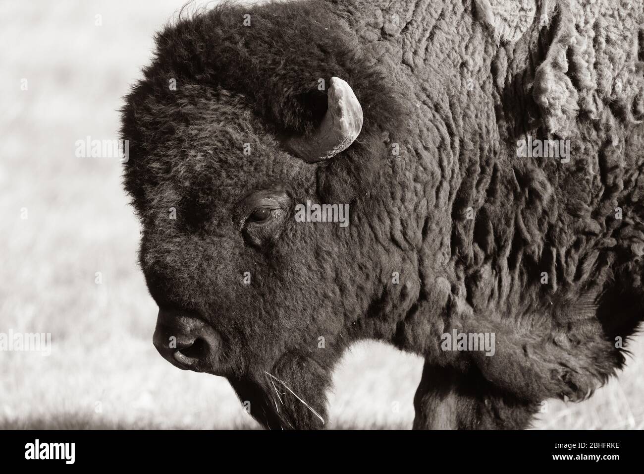 American Bison auf der Prärie im Yellowstone National Park Stockfoto