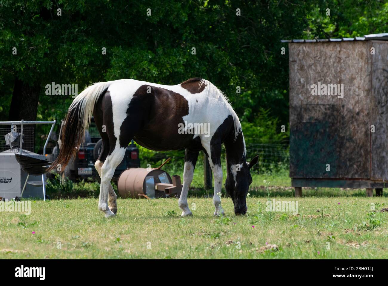 Ein schönes braun-weißes Farbpferd, das auf dem grünen Gras in einer Ranch Weide grast, die mit Schrott und Schutt übersät ist. Stockfoto