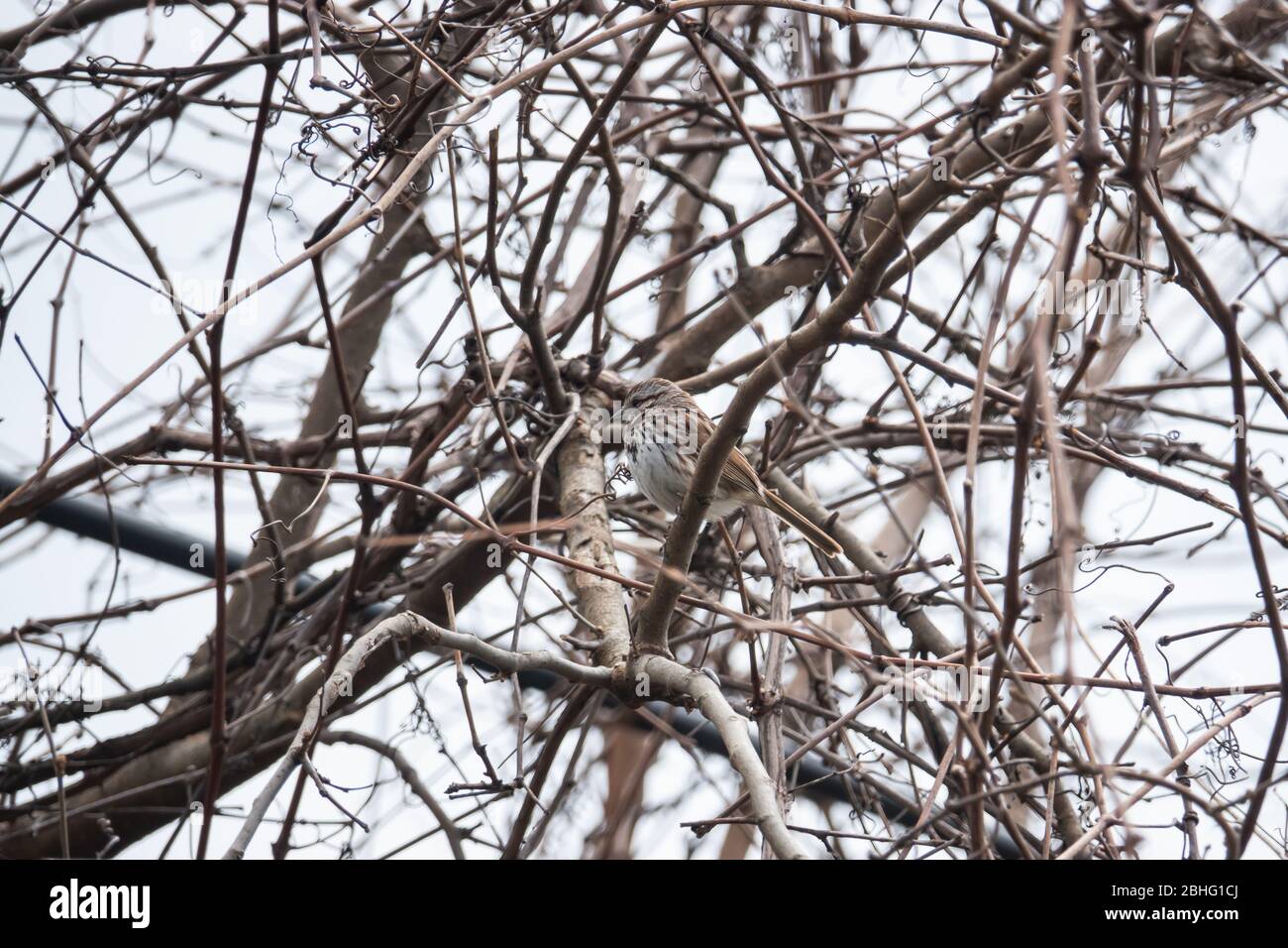 Song Sparrow thront auf Branch im Frühling Stockfoto