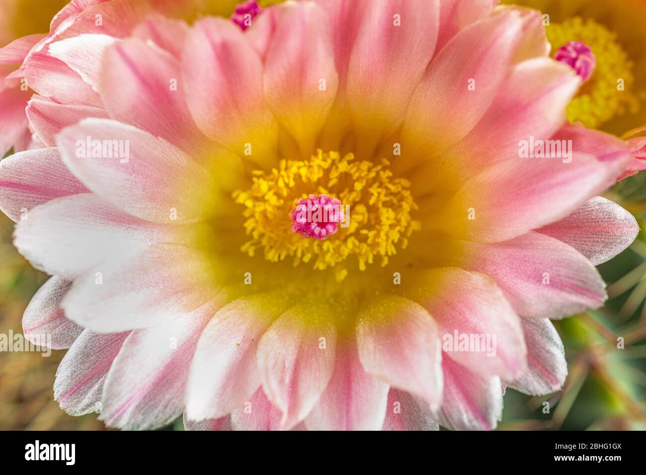 Lateinischer name des kaktus -Fotos und -Bildmaterial in hoher Auflsung   Alamy