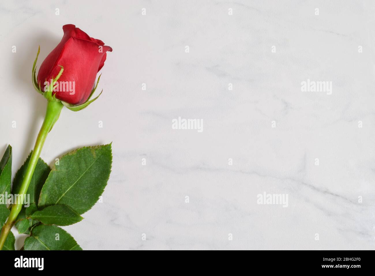 Einzelne lange Stängel rote Rose auf einem luxuriösen weißen Marmorgrund ruht. Stockfoto