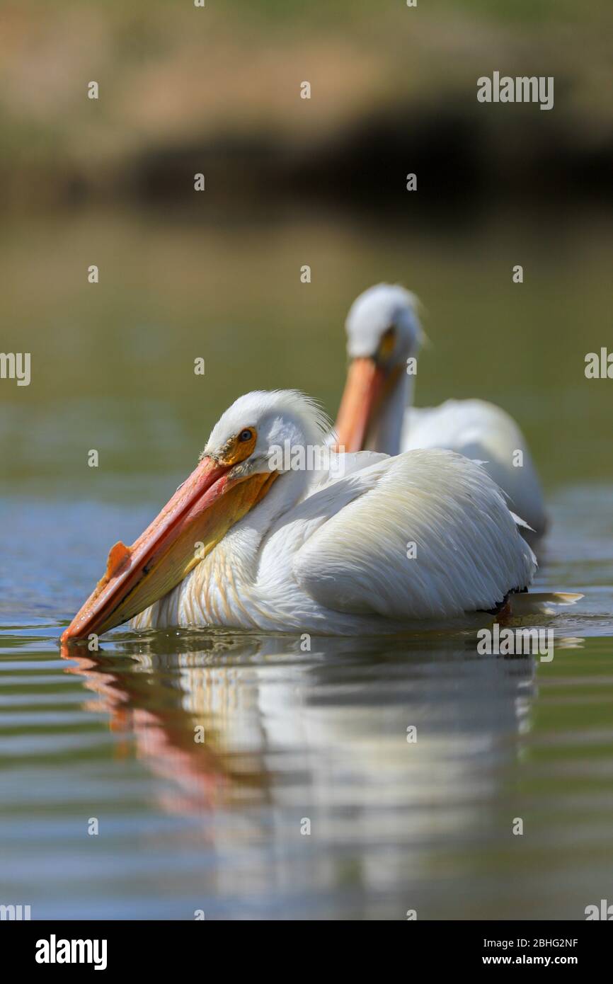 Pelikane, die in einem Teich schwimmen Stockfoto
