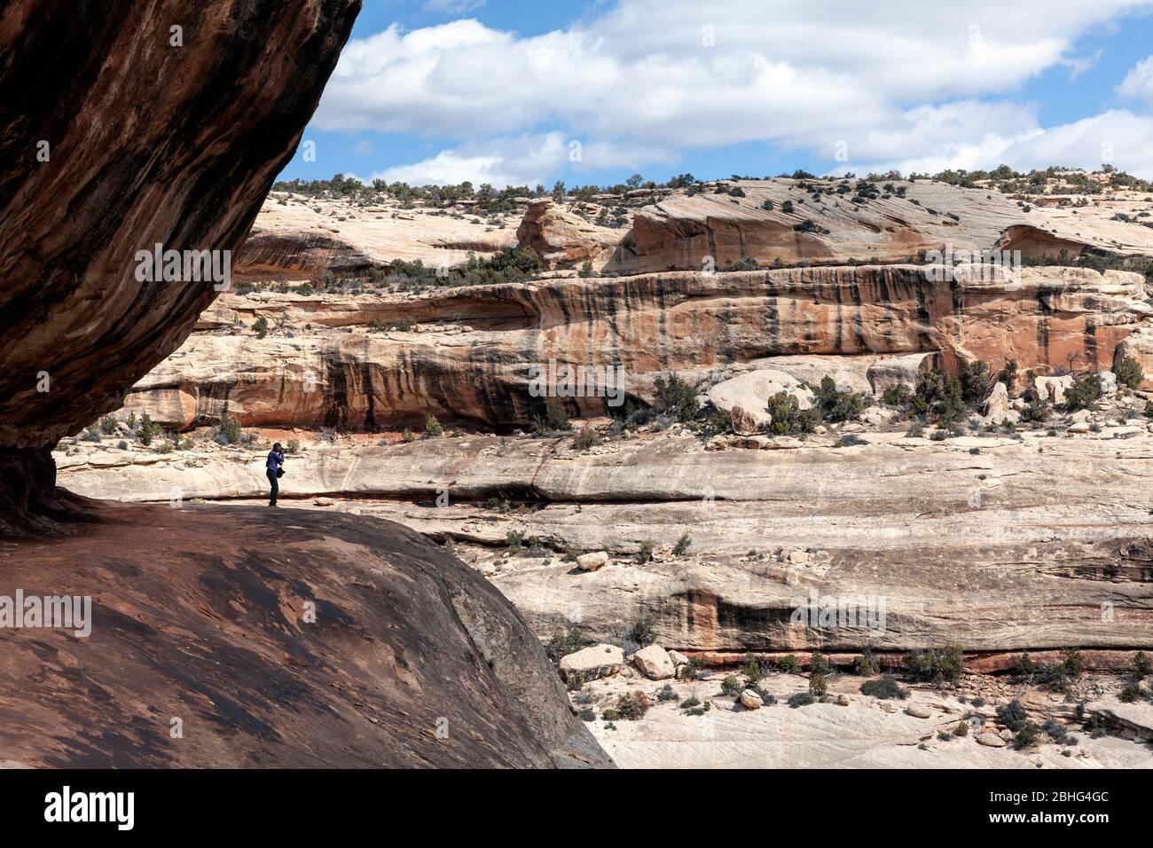 UT00550-00...UTAH - Blick über den White Canyon entlang des Sipapu Bridge Trail im Natural Bridges National Monument. Stockfoto