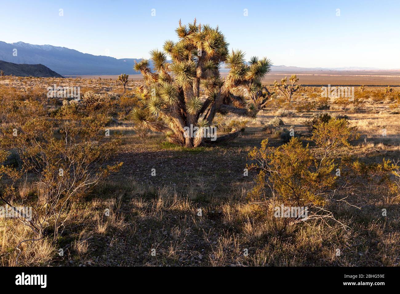 UT00574-00...UTAH - Joshua Tree in Beaver Dam Wash ein National Conservation Area und landschaftlich schönen Backway in der Mojave Wüste. Stockfoto
