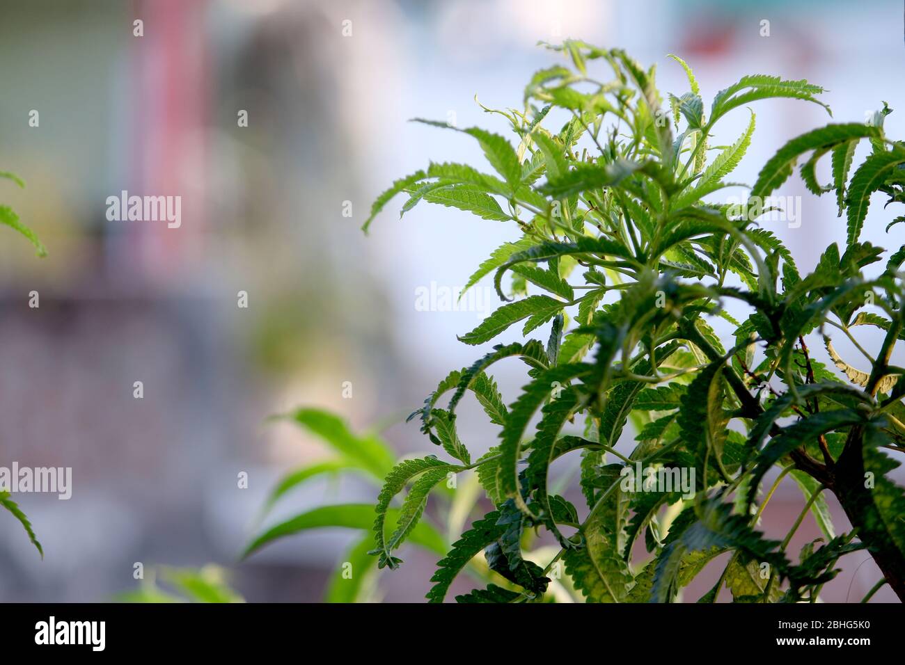 Grüne Blume Pflanze blüht mit schönen natürlichen Hintergrund im Park Stockfoto