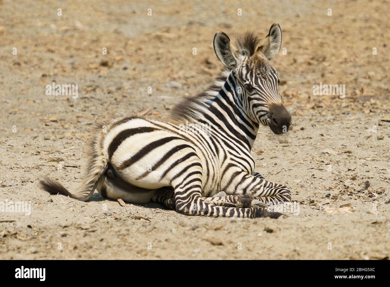 Junge Zebra, die allein auf dem Boden ruht Stockfoto