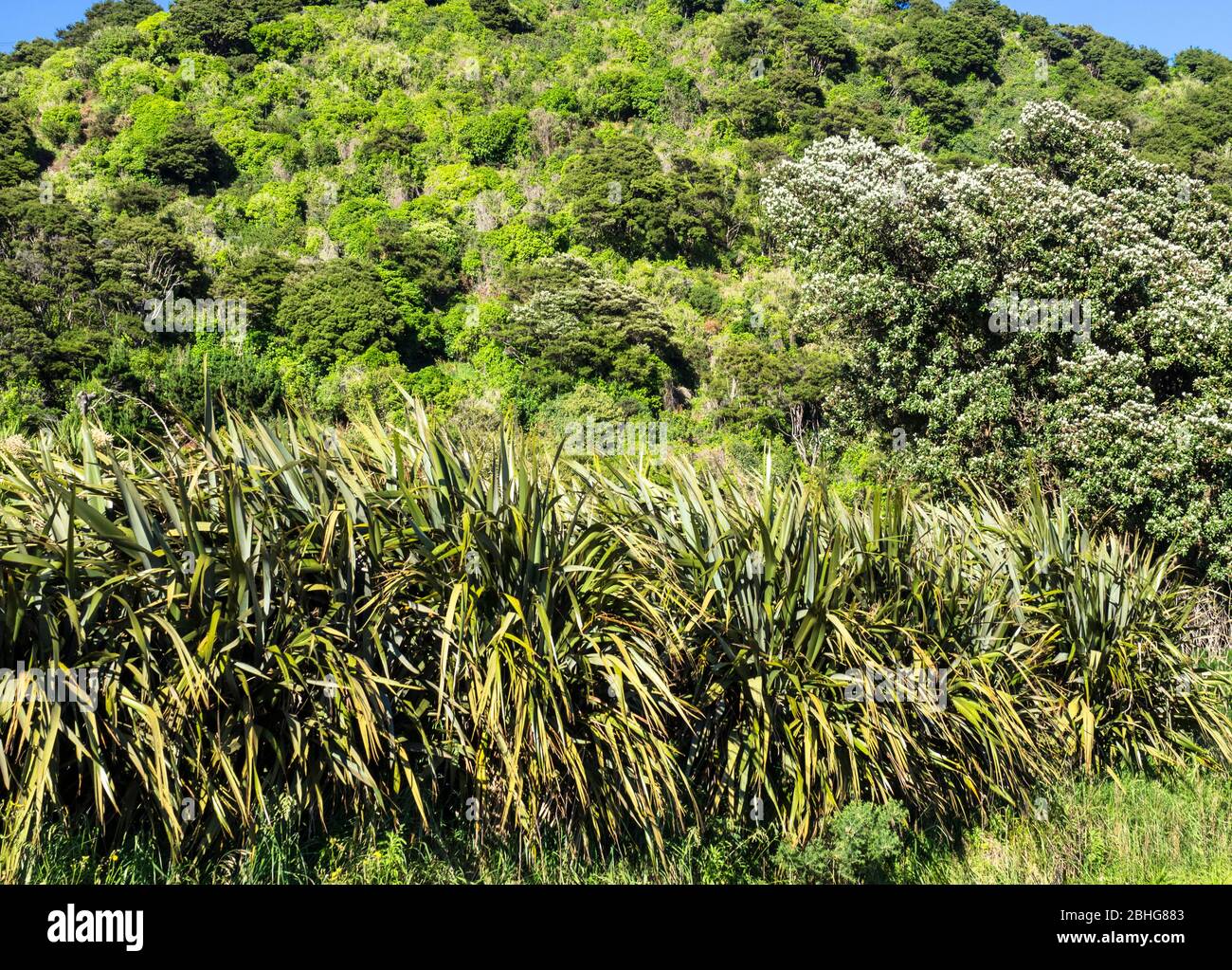 Dichter Flachs- und Manuka-Busch auf einem Hügel im Abel Tasman National Park, Neuseeland Stockfoto