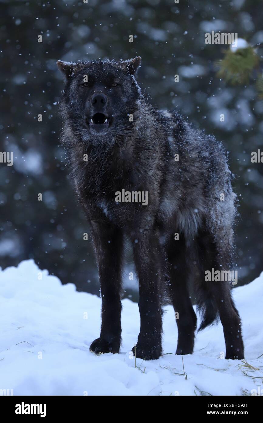 Schwarzer grauer Wolf Canis Lupis im Yellowstone im Winterschnee Stockfoto