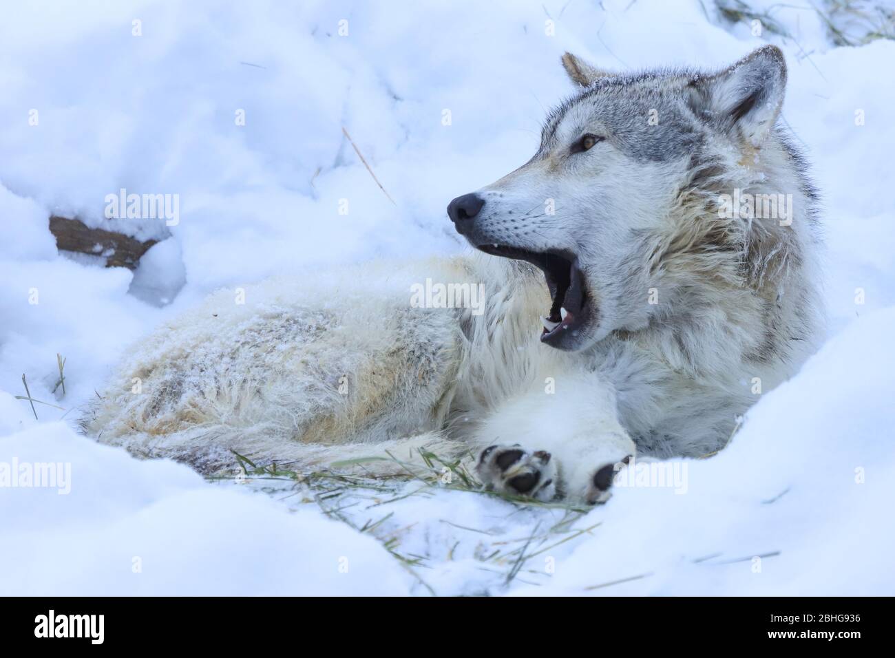 Grauer Wolf canis lupus mit großen Zähnen heulend im Schnee Stockfoto