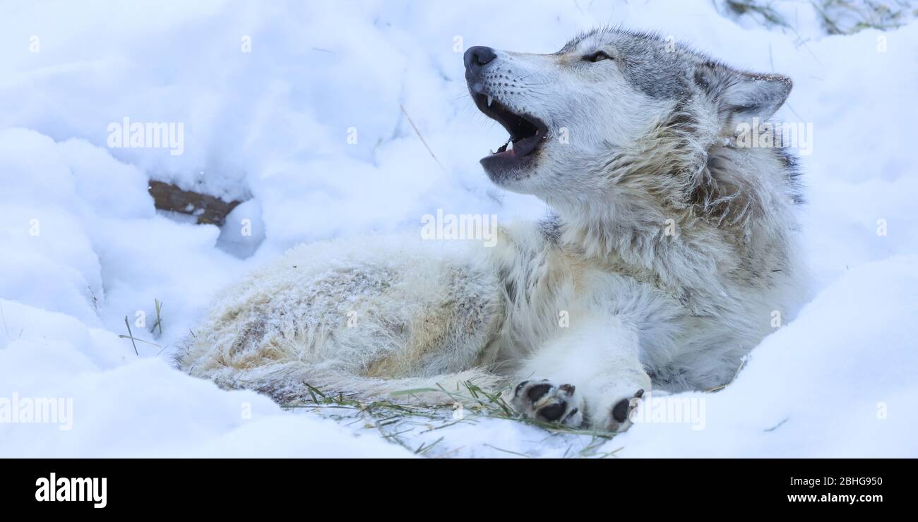 Grauer Wolf canis lupus mit großen Zähnen heulend im Schnee Stockfoto