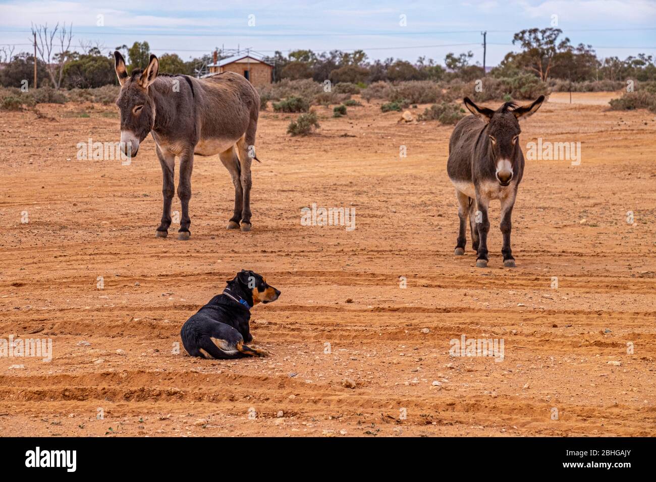Silverton City, Broken Hill, NSW Outback, Australien. Stockfoto