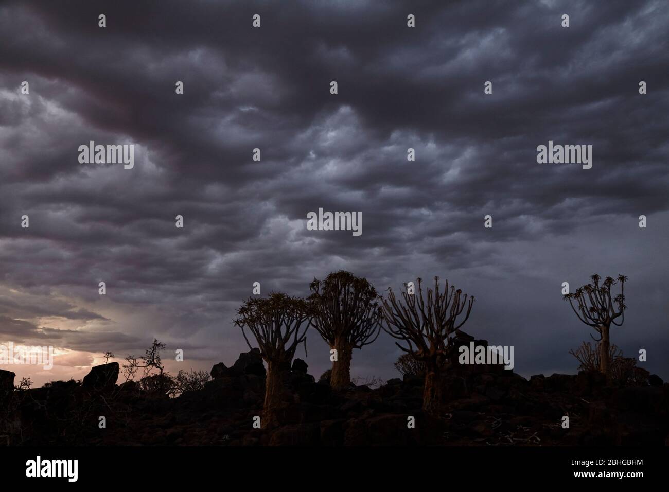 Kocurboom oder Köcher (Aloe dichotomum) und Sturmwolken, Mesosaurus Fossil Camp, in der Nähe von Keetmanshoop, Namibia, Afrika Stockfoto