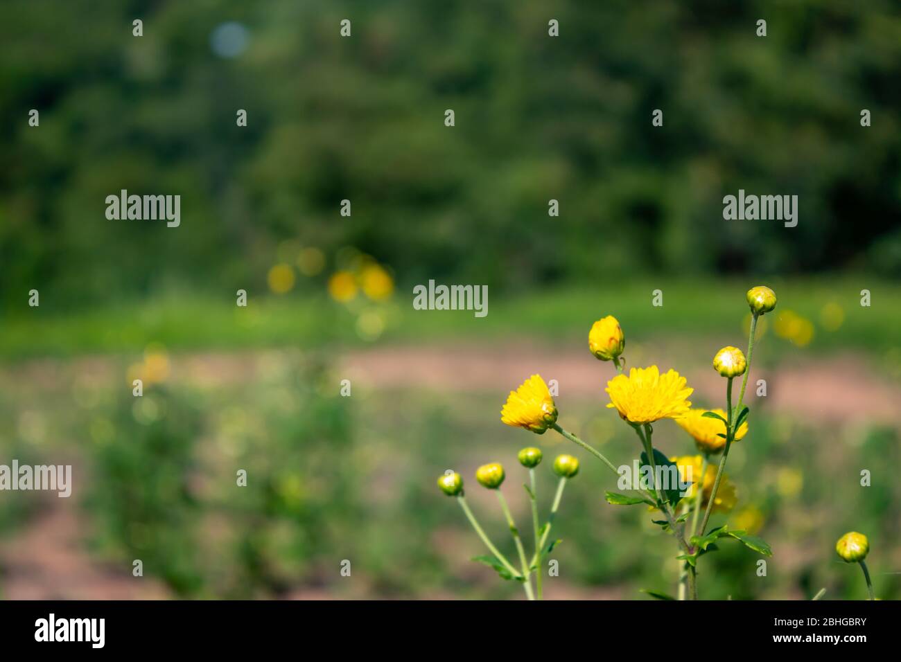 Gelbe Blüten oder Chrysanthemum in gaden. Stockfoto