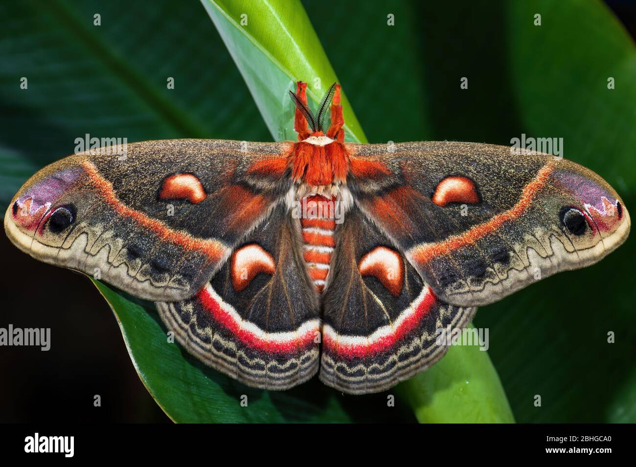 Cecropia Moth - Hyalophora cecropia, schöne große farbige Motte aus nordamerikanischen Wäldern und Wäldern, USA. Stockfoto