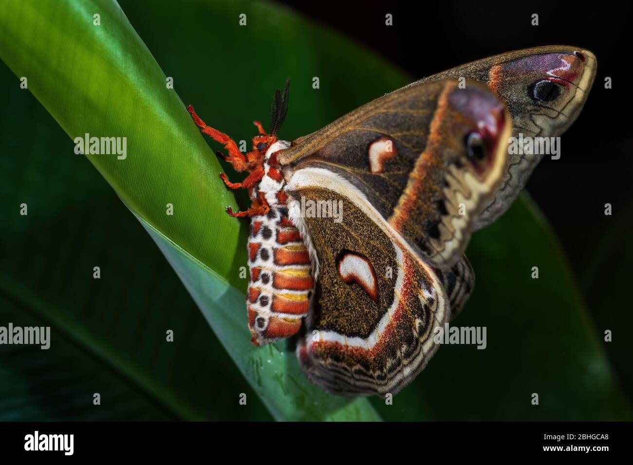 Cecropia Moth - Hyalophora cecropia, schöne große farbige Motte aus nordamerikanischen Wäldern und Wäldern, USA. Stockfoto