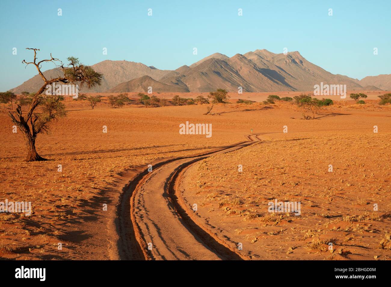 Sandy Track, NamibRand Nature Reserve, Süd-Namibia, Afrika Stockfoto