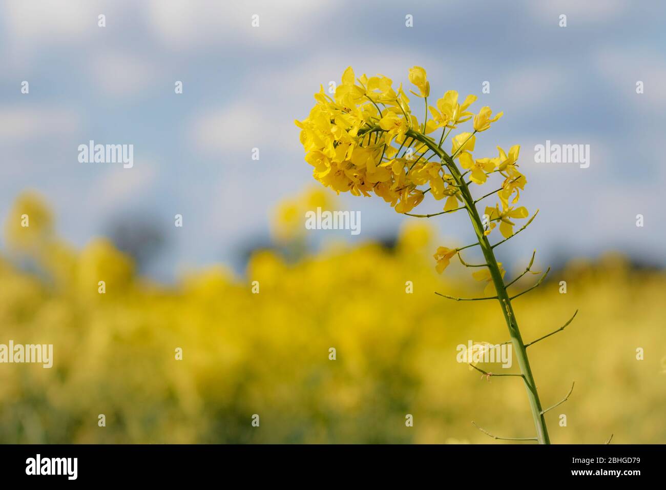 Detail der Rapspflanze auf dem Feld Stockfoto