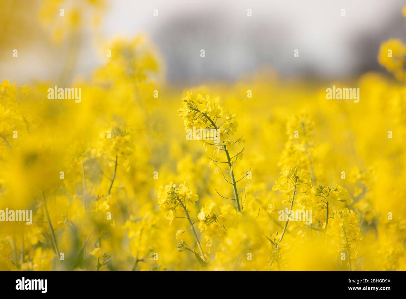 Detail der Rapspflanze auf dem Feld Stockfoto