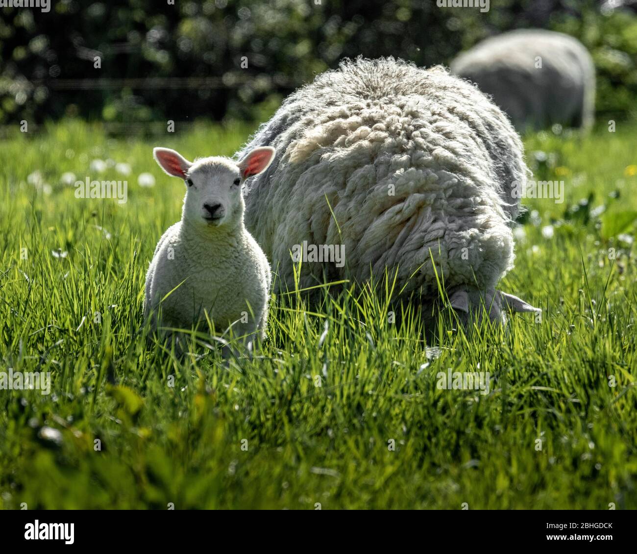 Baby Lamm Schaf mit Mama auf einem Feld Stockfoto