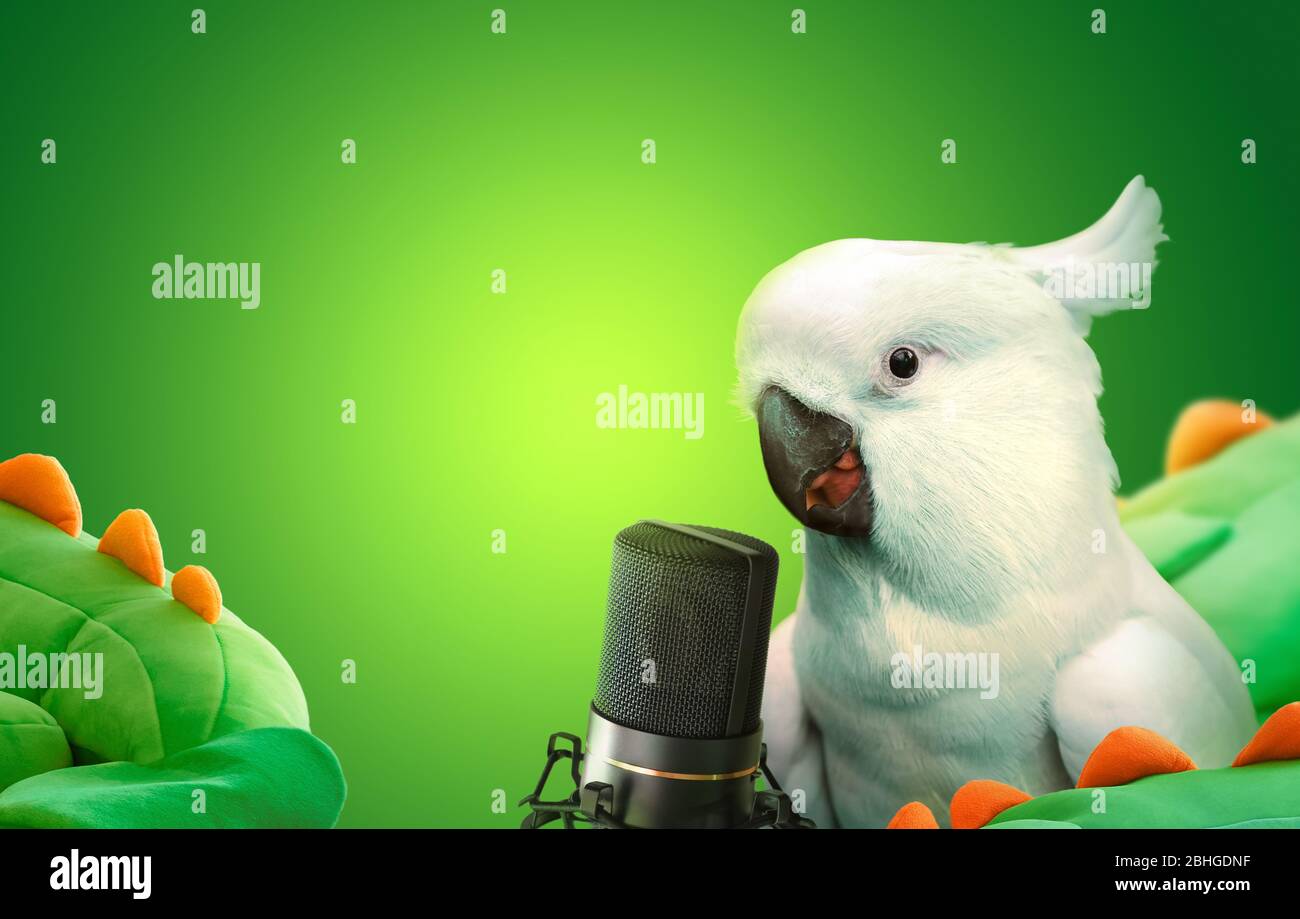 Sprechender Kakadu Papagei mit einem Mikrofon. Hintergrundkonzept für Werbung oder Ankündigung. Stockfoto